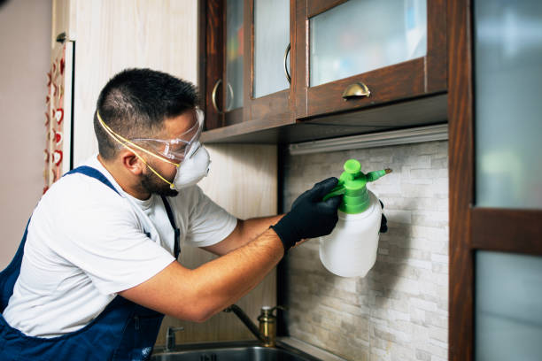 Best Wasp Removal Services  in Mountain City, GA