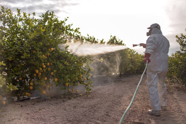 Best Local Pest Control Services  in Mountain City, GA