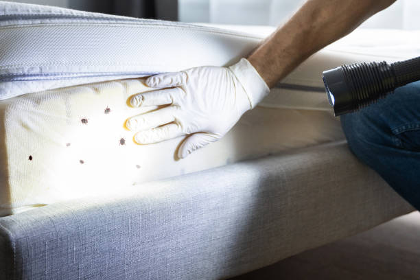 Best Affordable Pest Control Services  in Mountain City, GA