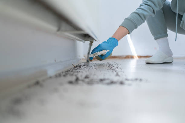 Best Pest Control for Homes  in Mountain City, GA
